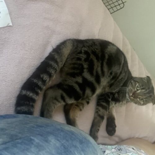 Kimbo - Scottish Fold Cat