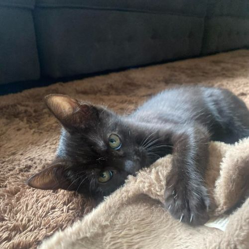 Zorro - Domestic Short Hair (DSH) Cat