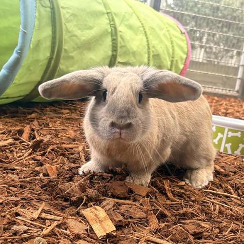 Acorn - Lop Eared Rabbit