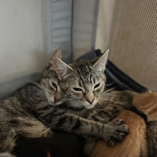Hana and Cersei - Domestic Short Hair (DSH) Cat