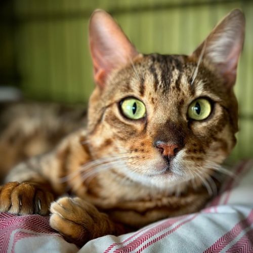 Raja - Bengal Cat