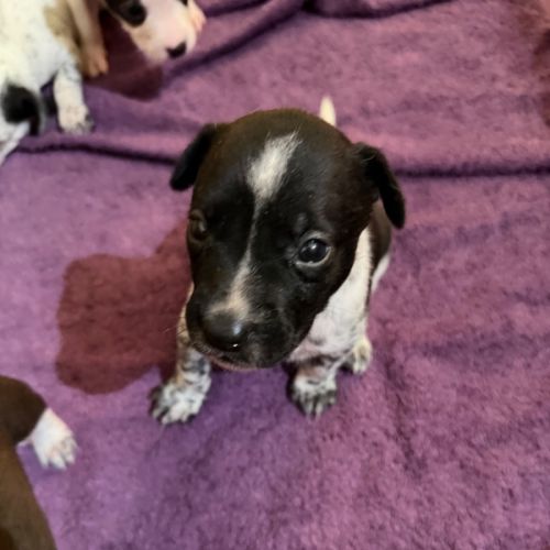 Rossi (Bessie's Puppy) - Bull Terrier Dog