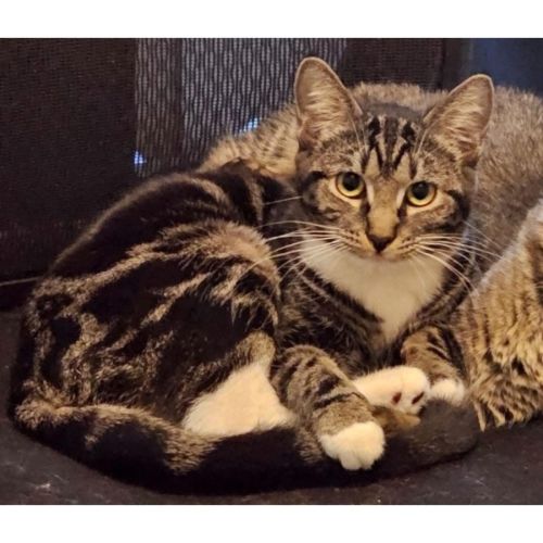 11755 - Pickle - Domestic Short Hair (DSH) Cat