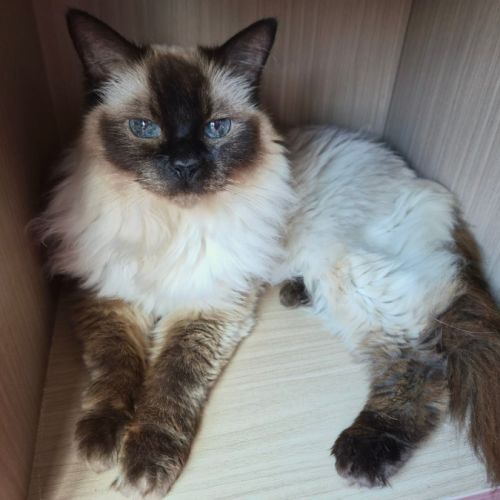 Isabella - Domestic Short Hair (DSH) Cat