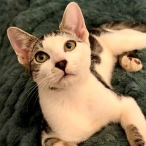 Mighty - Domestic Short Hair (DSH) Cat