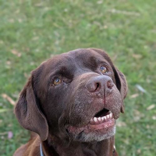 Coco - Labrador Retriever Dog