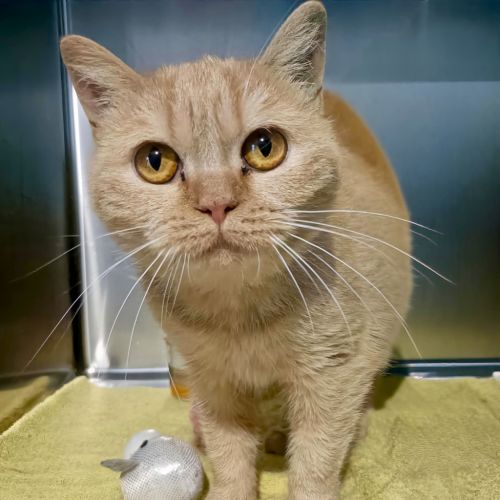 Dolly - British Shorthair Cat