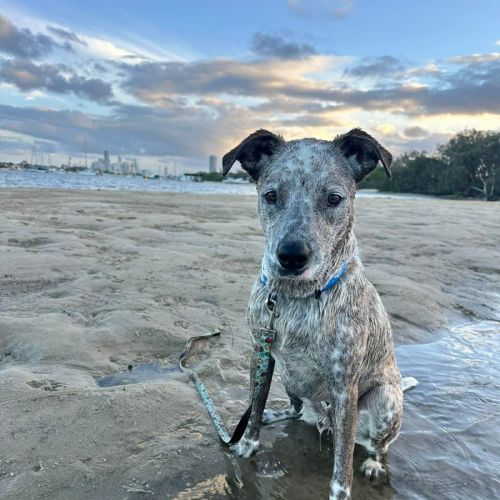 Blue - Australian Cattle Dog