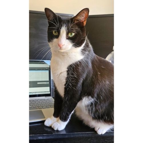 10563 - Zuko - Domestic Short Hair (DSH) Cat