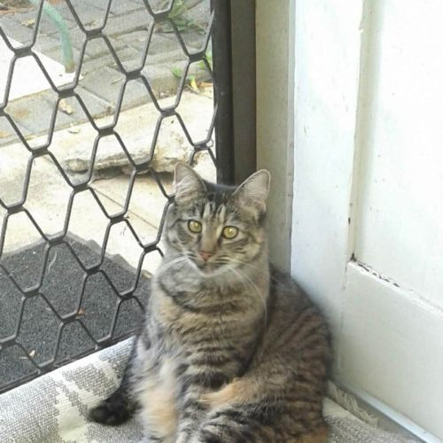 Miley - Domestic Medium Hair (DMH) Cat