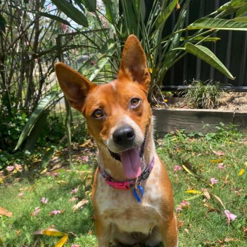 Reba *$350 Adoption Fee* - Australian Cattle Dog