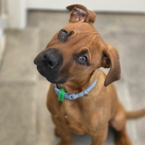 Ted - American Staffordshire Terrier Dog