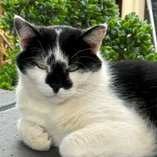 Diego - Domestic Short Hair Cat