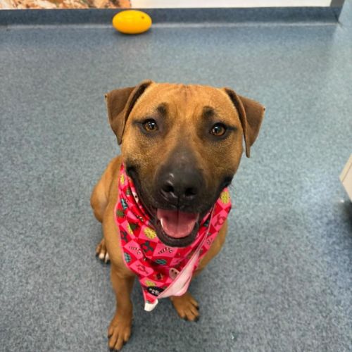 Honey - American Staffordshire Terrier Dog