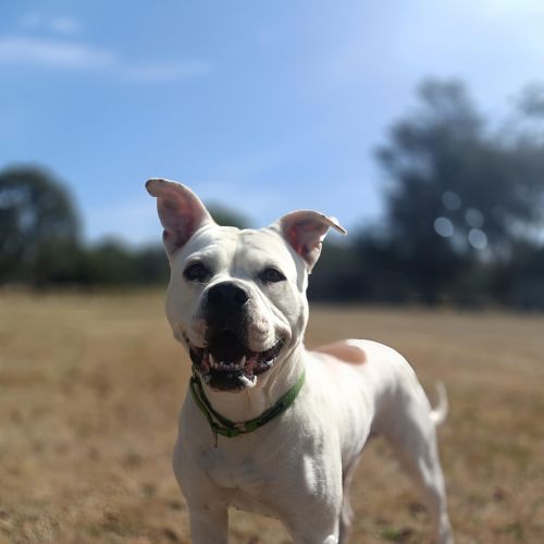 Angel #2 - Johnson Bulldog