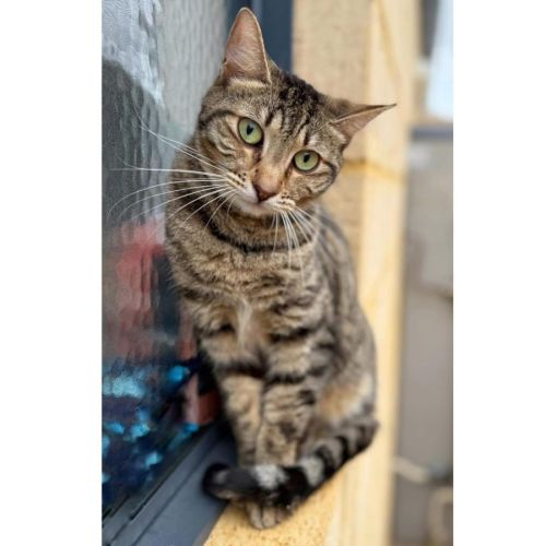 9192 - Apple Pie - Domestic Short Hair (DSH) Cat