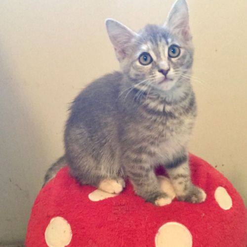 Lola - Domestic Short Hair (DSH) Cat
