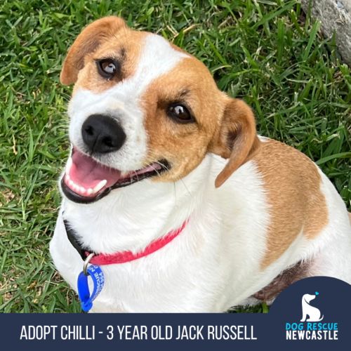 Chilli - 3 Year Old Jack Russell Terrier - Jack Russell Terrier Dog