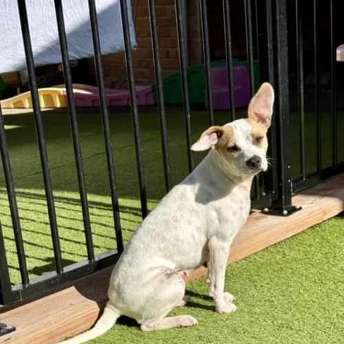 Lemmy - 2 Year Old Fox Terrier X - Fox Terrier Dog