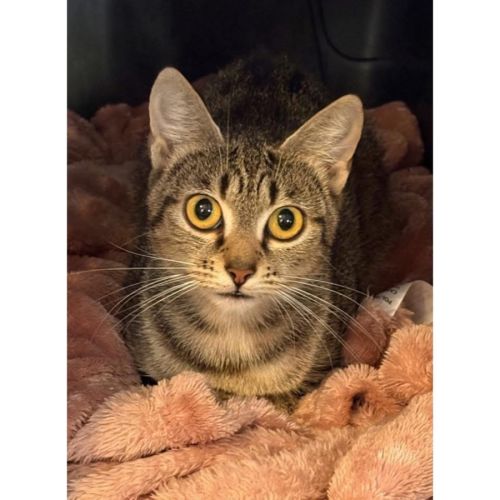 13049 - Precious - Domestic Short Hair (DSH) Cat