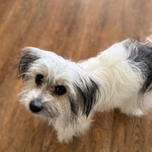 Hazel - Maltese Dog