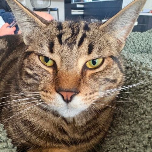 Nike - Domestic Short Hair (DSH) Cat