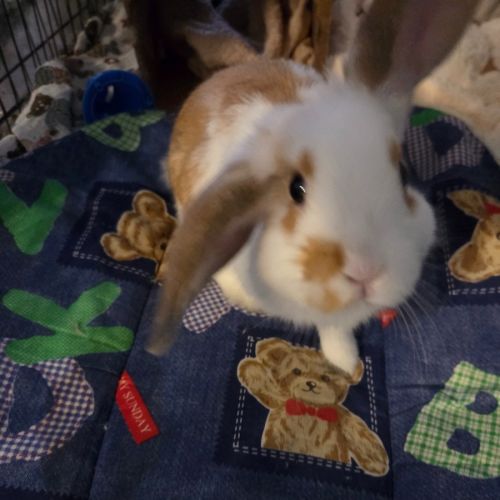 Giggles - Mini Lop Rabbit