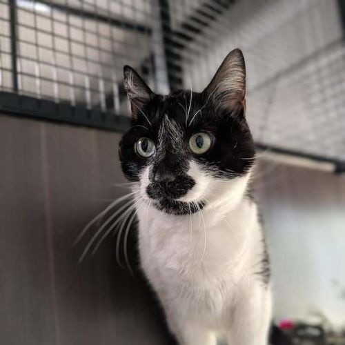 Bubbles - Domestic Short Hair (DSH) Cat