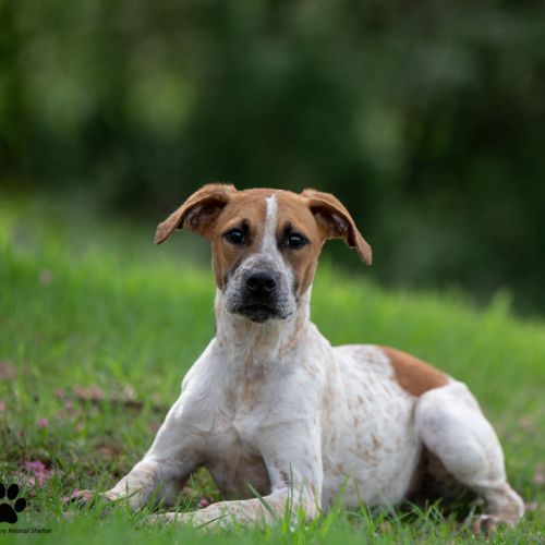 Cody - Australian Cattle Dog x Large Cross Breed Dog