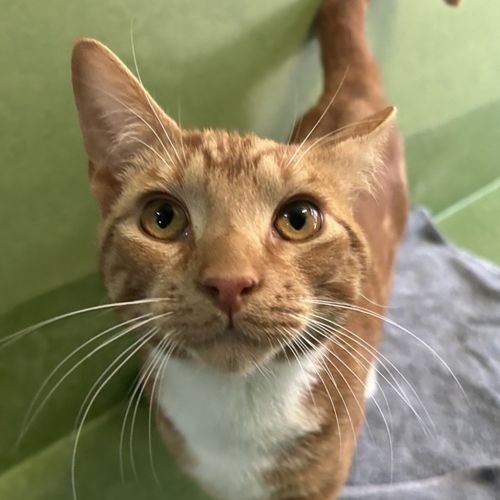 Nacho - Domestic Short Hair Cat