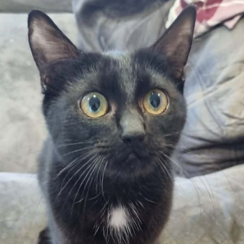 Naire - Domestic Short Hair (DSH) Cat