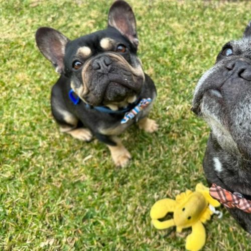 Pablo & Frankie -  8 & 4 YO French Bulldog - French Bulldog