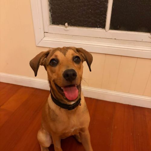 Tiramisu - American Staffordshire Terrier Dog