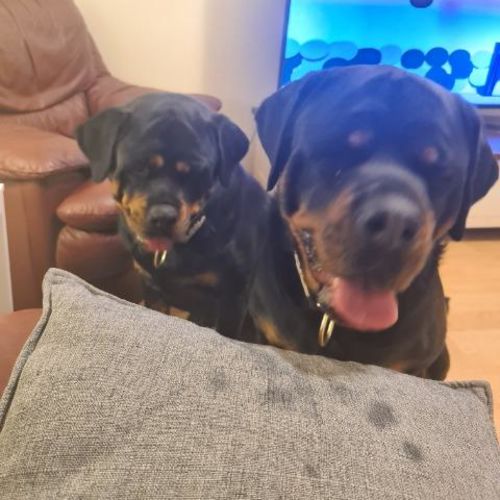 Daisy - Rottweiler Dog