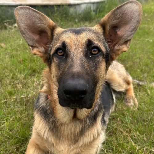 Gidget - German Shepherd Dog