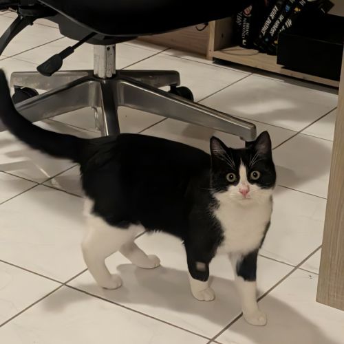 Penguin - Domestic Short Hair (DSH) Cat