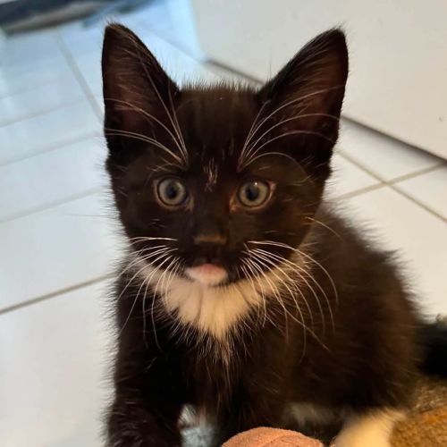 Kat - Domestic Short Hair (DSH) Cat