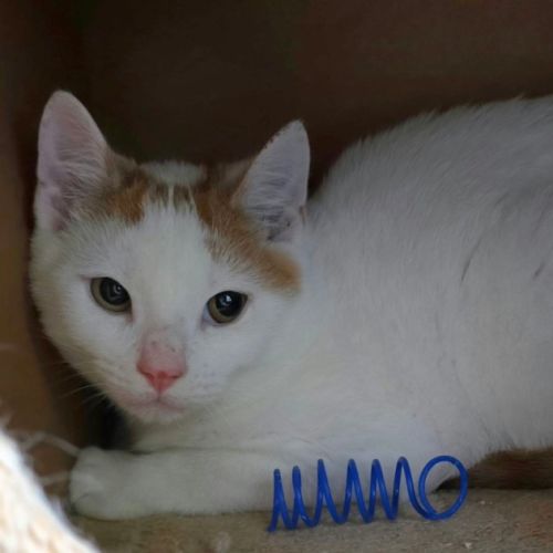 Ronnie  - Domestic Short Hair (DSH) Cat
