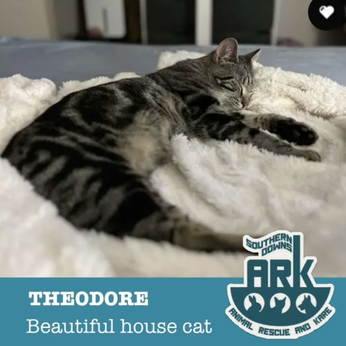 Theodore  - Domestic Short Hair (DSH) Cat