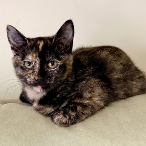 Mj Moo - Domestic Short Hair (DSH) Cat