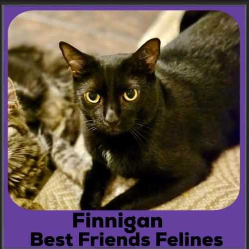 Finnigan - Domestic Short Hair Cat