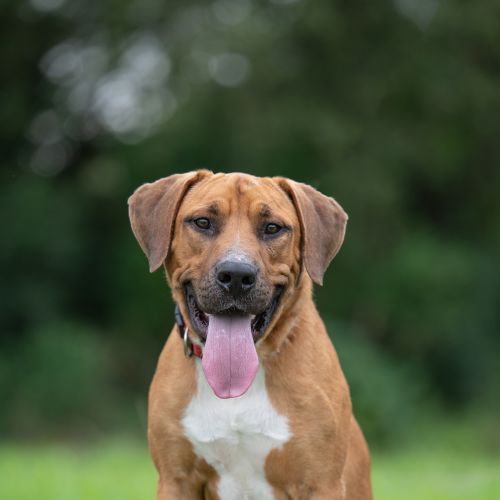 Henry - Irish Wolfhound x American Staffordshire Terrier Dog