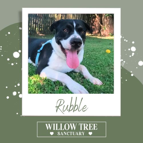 Rubble - Australian Bulldog