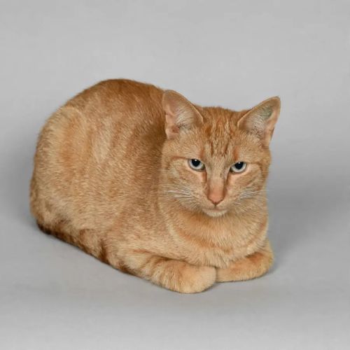 Garfield  - Domestic Short Hair (DSH) Cat