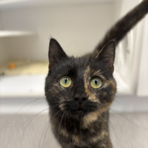 Margaret - Domestic Short Hair (DSH) Cat