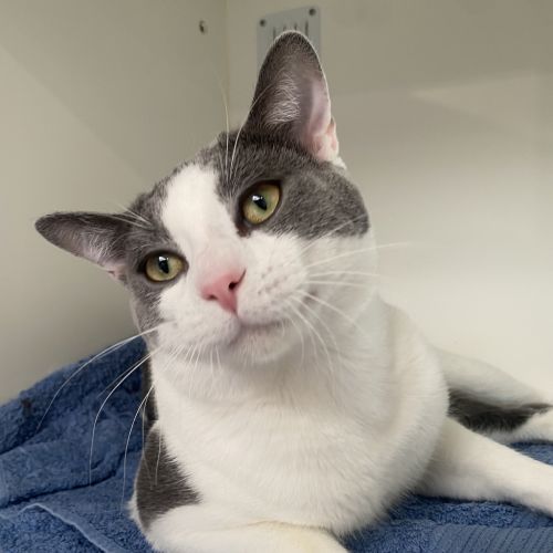 Rodger - Domestic Short Hair Cat