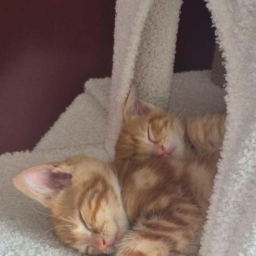 Raja - Domestic Short Hair (DSH) Cat