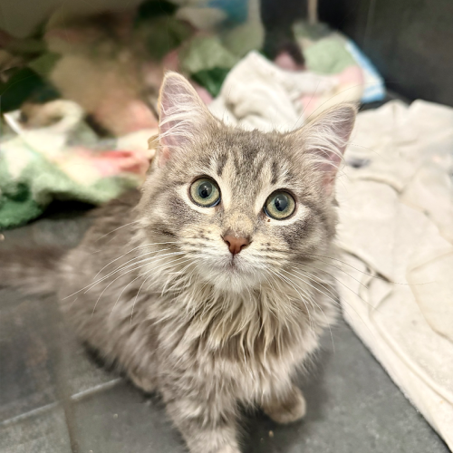 Pepper - Domestic Medium Hair (DMH) Cat