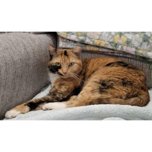 2363 - Bonnie - Domestic Short Hair (DSH) Cat