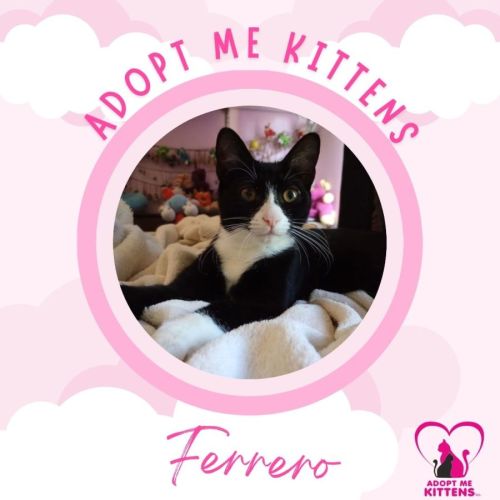 Ferrero - Domestic Short Hair (DSH) Cat